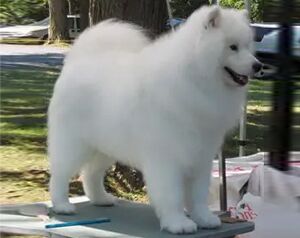 VANDERBILT’S PLAYS WITH THUNDER